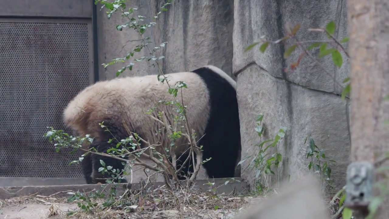 幼年大熊猫宝宝在玩耍打闹视频素材