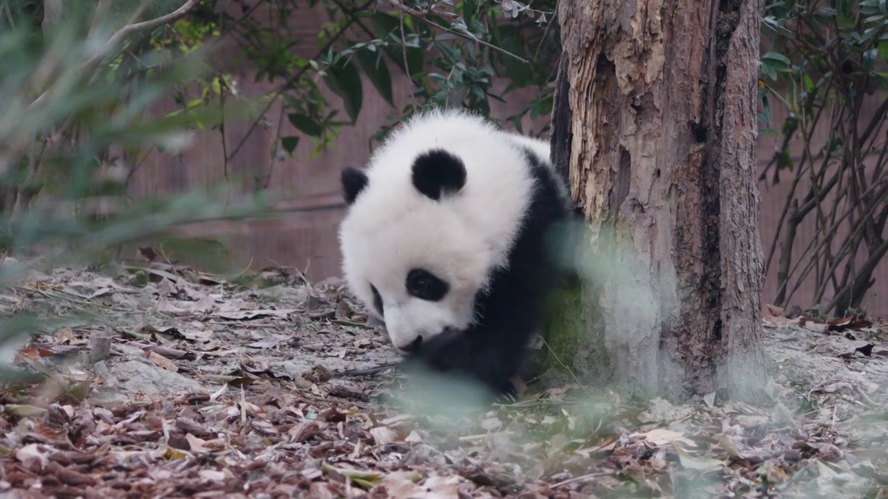 幼年大熊猫宝宝在玩耍打闹视频素材