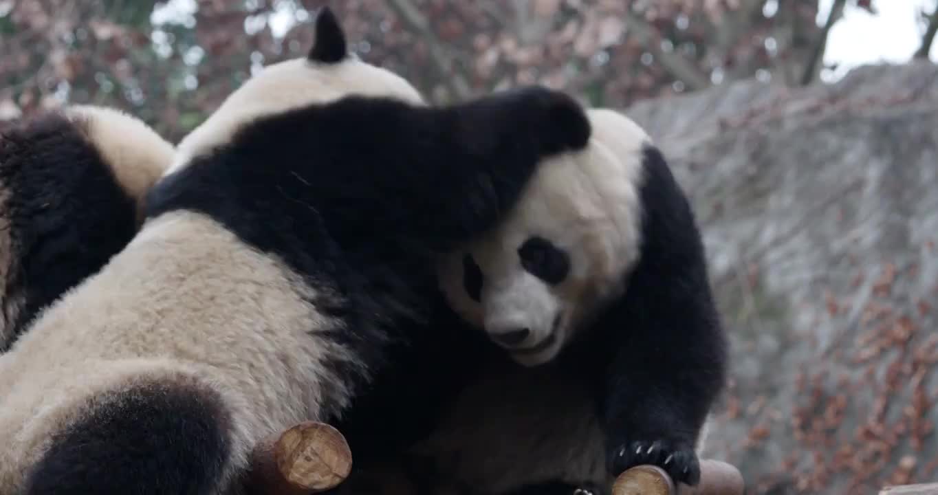 幼年大熊猫宝宝在玩耍打闹视频素材