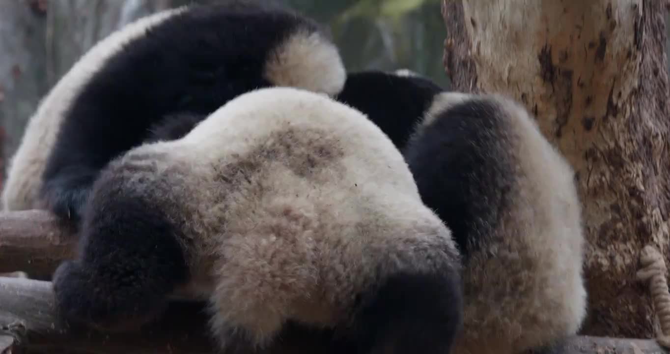 幼年大熊猫宝宝在玩耍打闹视频素材