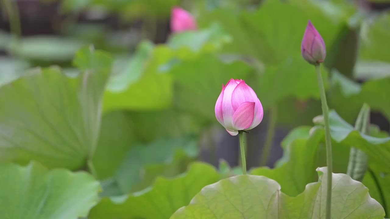 含苞待放的荷花视频素材