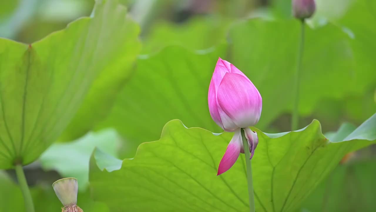 含苞待放的荷花视频素材