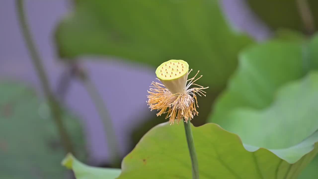 池塘中的莲蓬视频素材