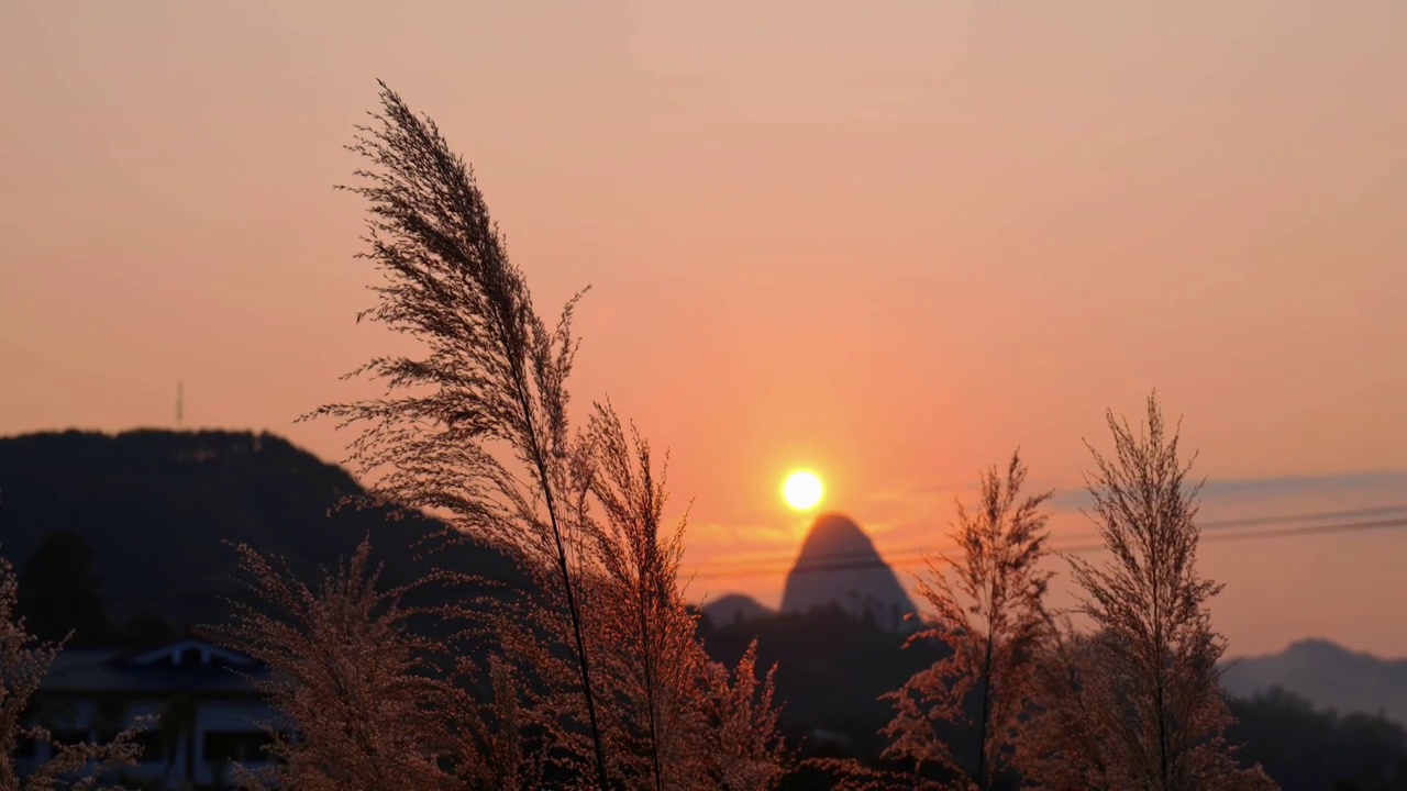 夕阳下的河边芦苇荡视频素材