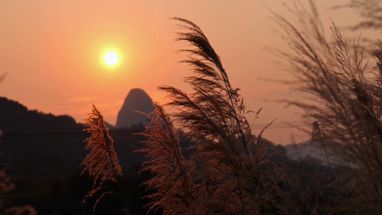 夕阳下的河边芦苇荡视频素材