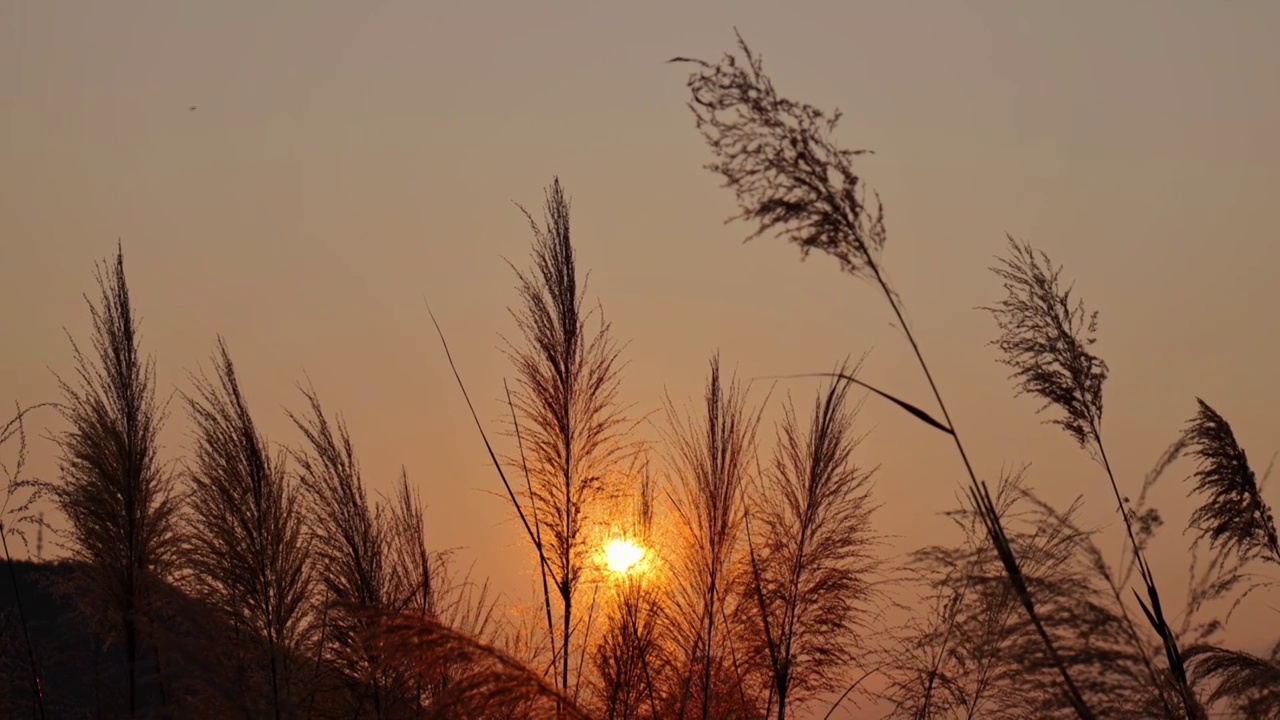 夕阳下的河边芦苇荡视频素材