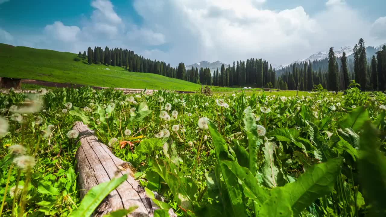 新疆伊犁库尔德宁的森林风景视频下载