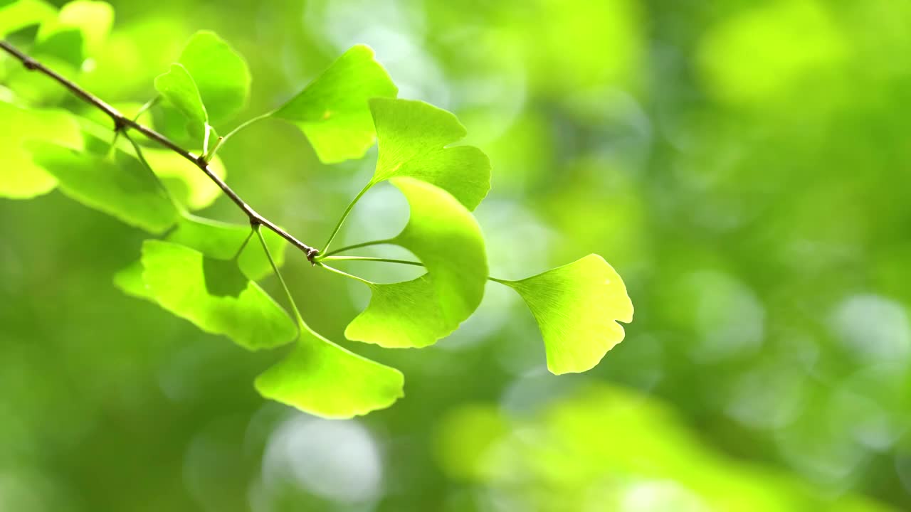 夏天银杏树叶逆光特写视频素材