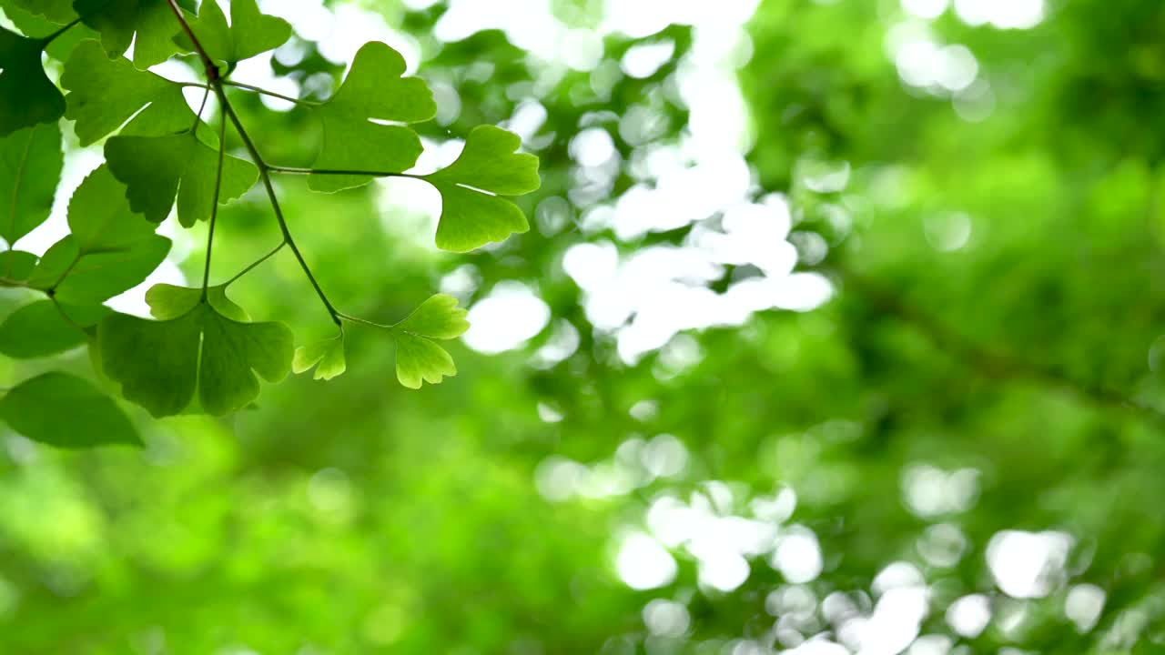 夏天银杏树叶逆光特写视频素材