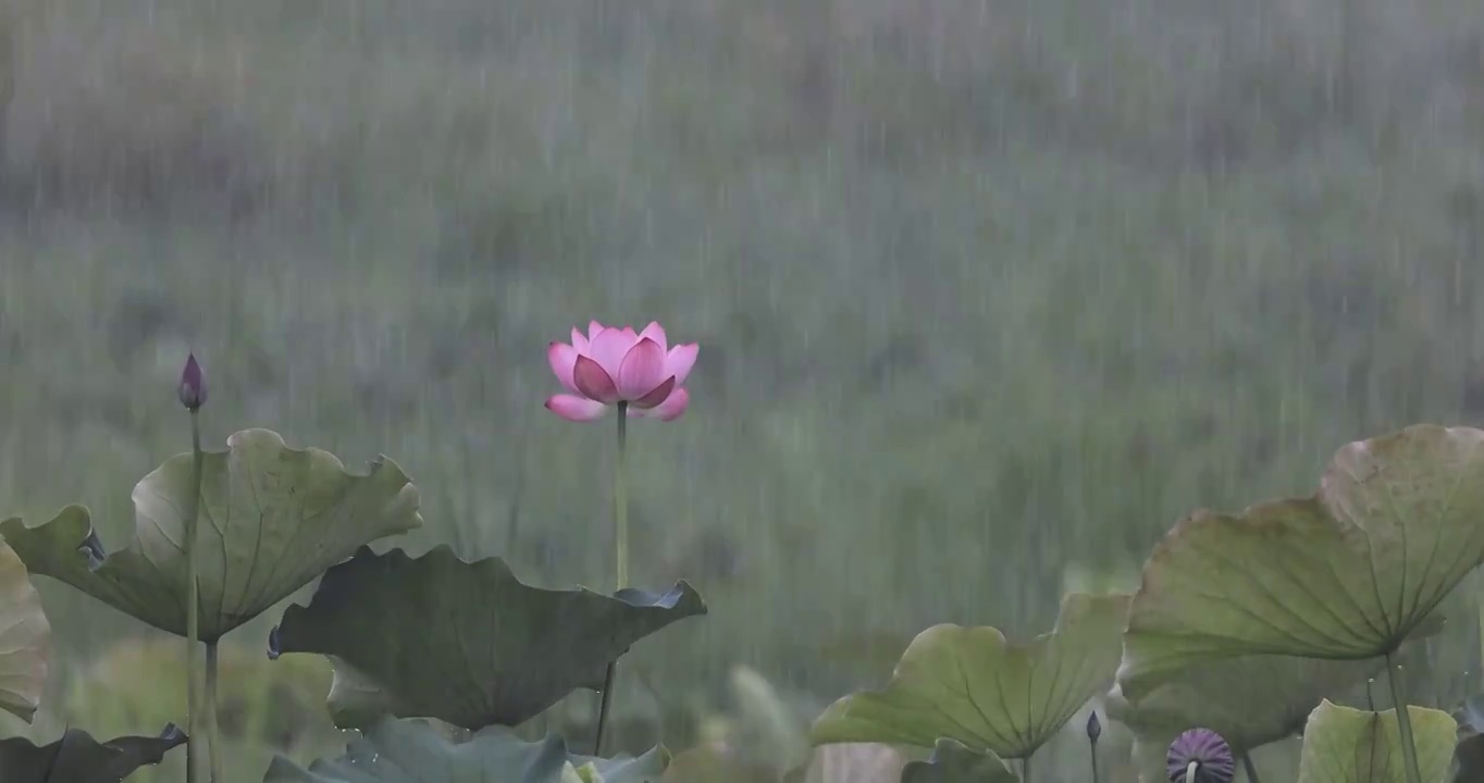 大雨中的荷花视频素材