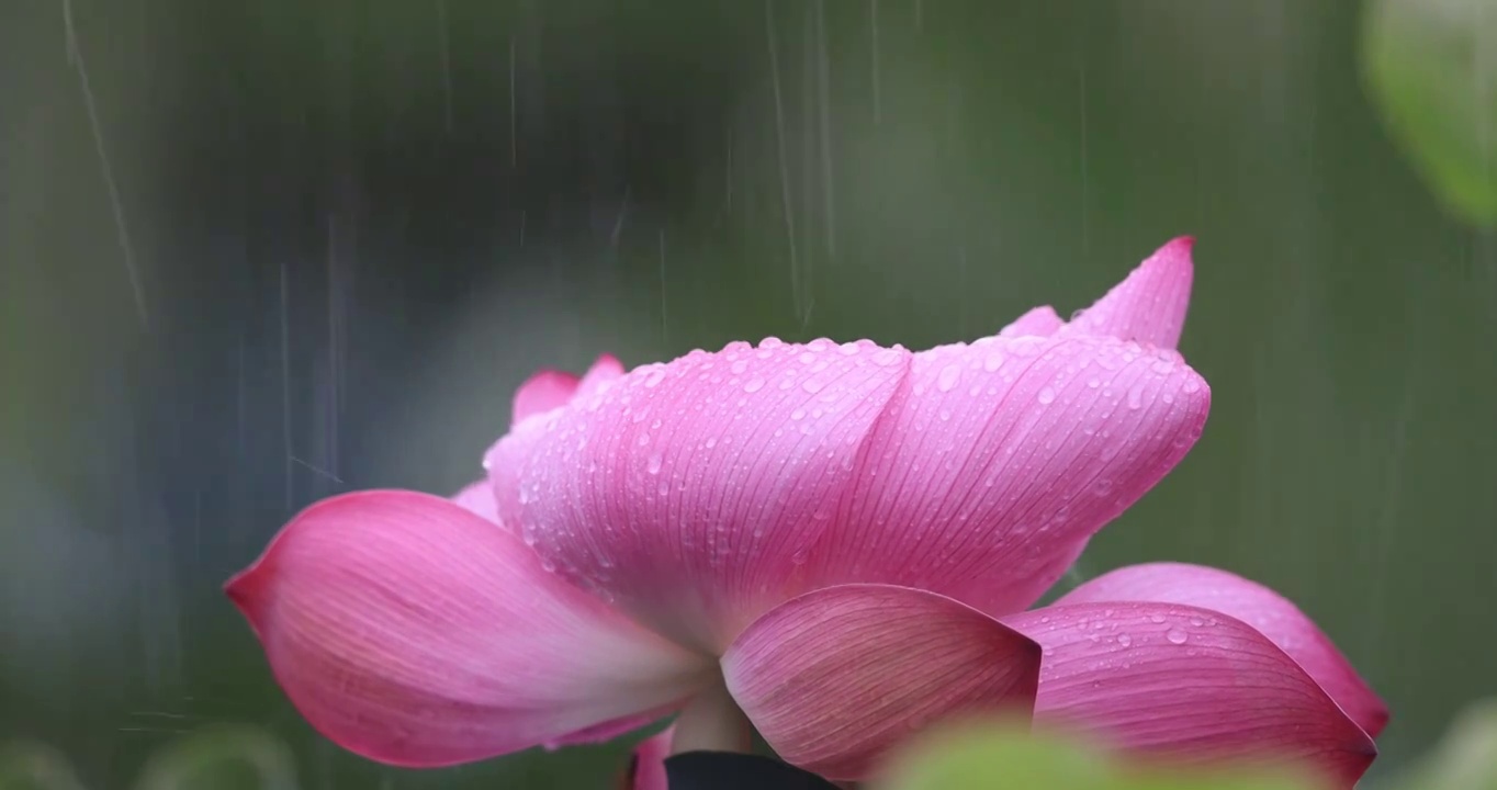 雨滴滴落在荷花上视频素材