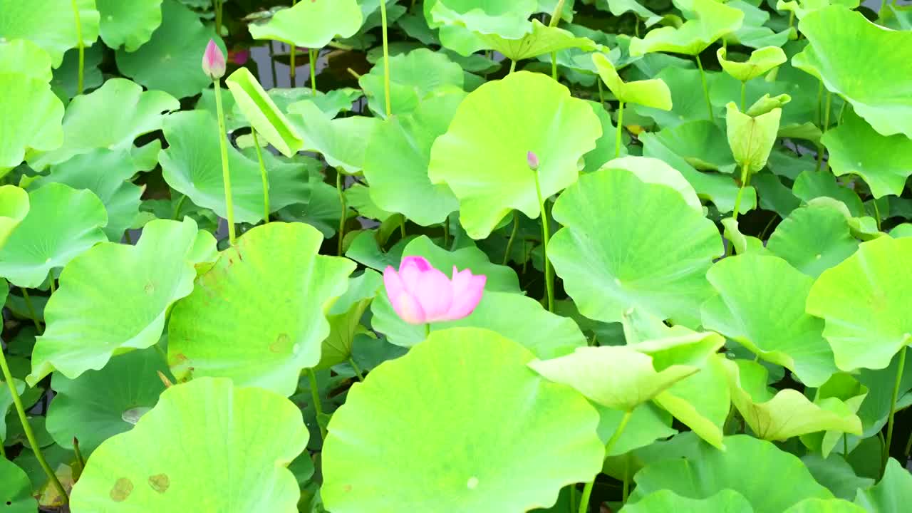 夏天翠绿荷花风中摇曳大场景视频素材