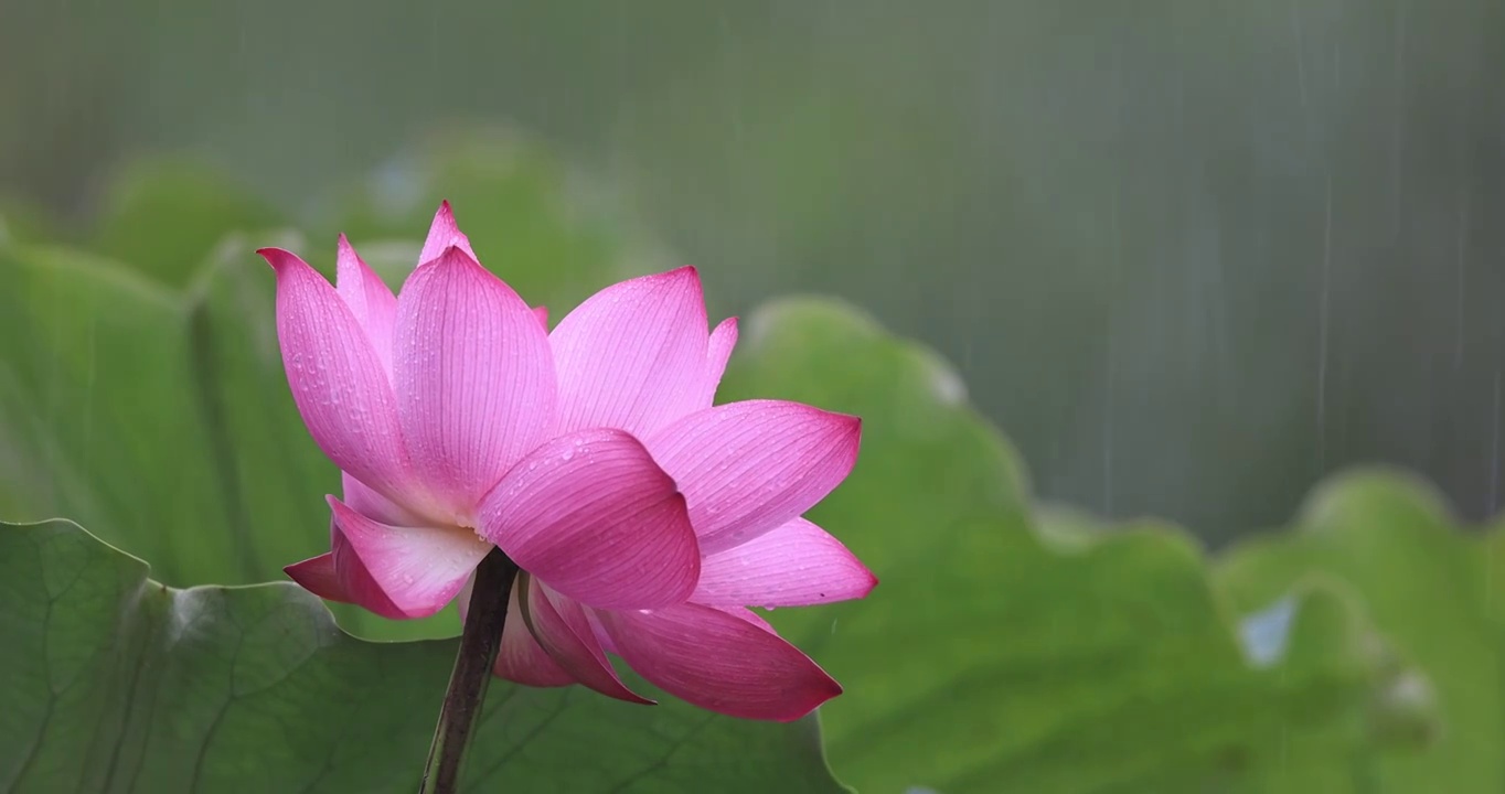 雨中荷花特写视频素材