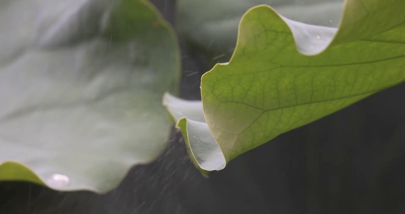 疾雨溅落在荷叶上视频素材