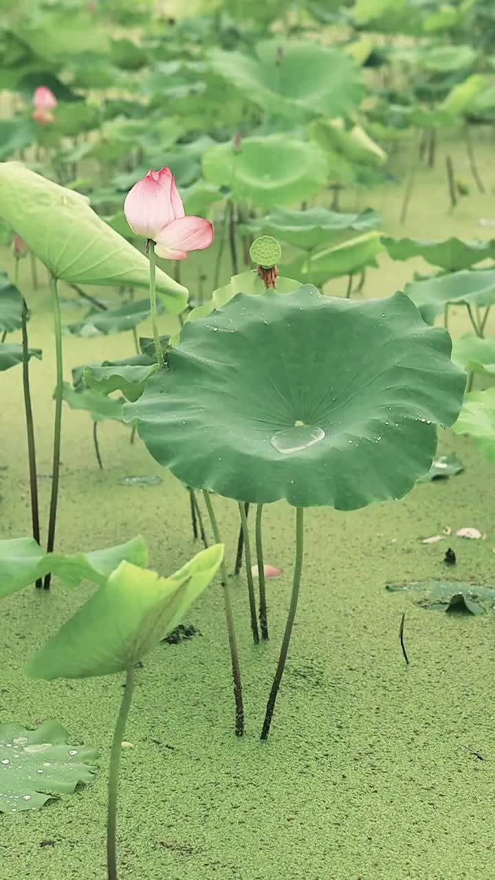 下雨天雨水从荷叶上洒落的姿态视频素材