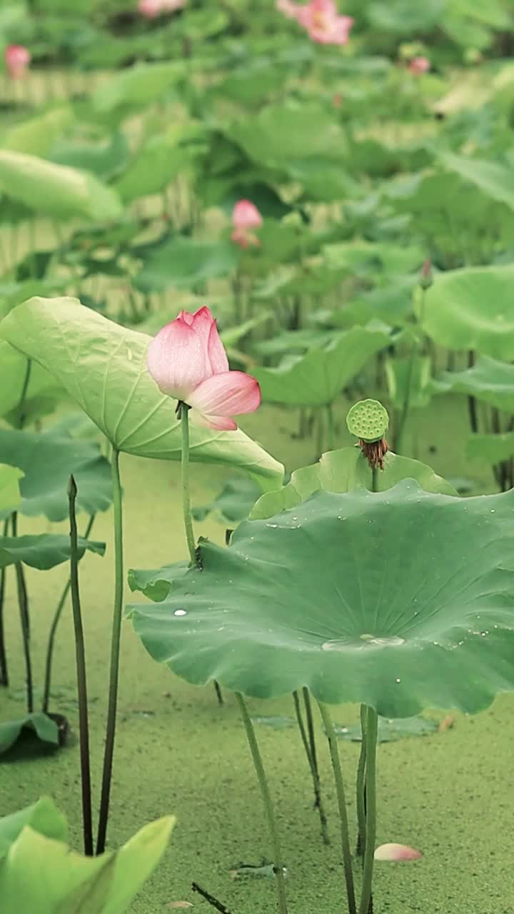 雨后的荷塘远处积水从荷叶上洒落视频素材