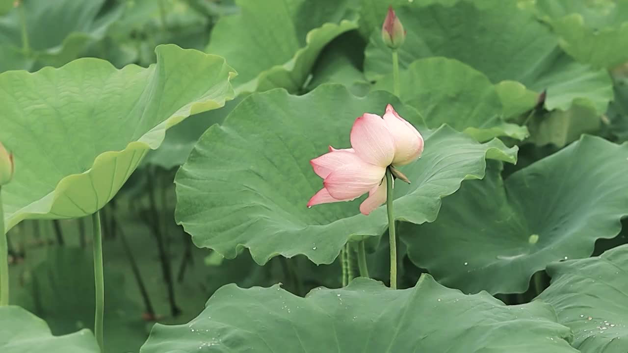 雨天荷花荷叶上雨水在洒落视频素材