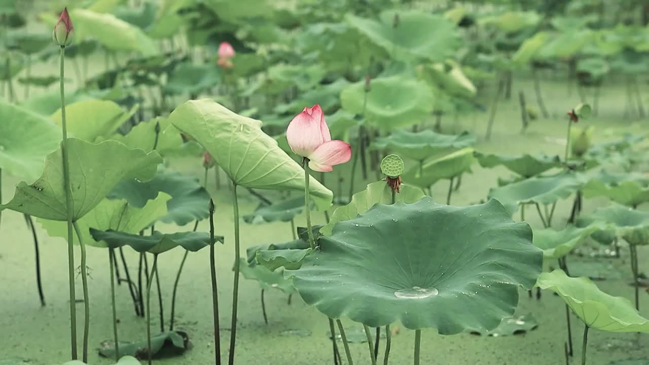 微风细雨中荷塘的景象视频素材