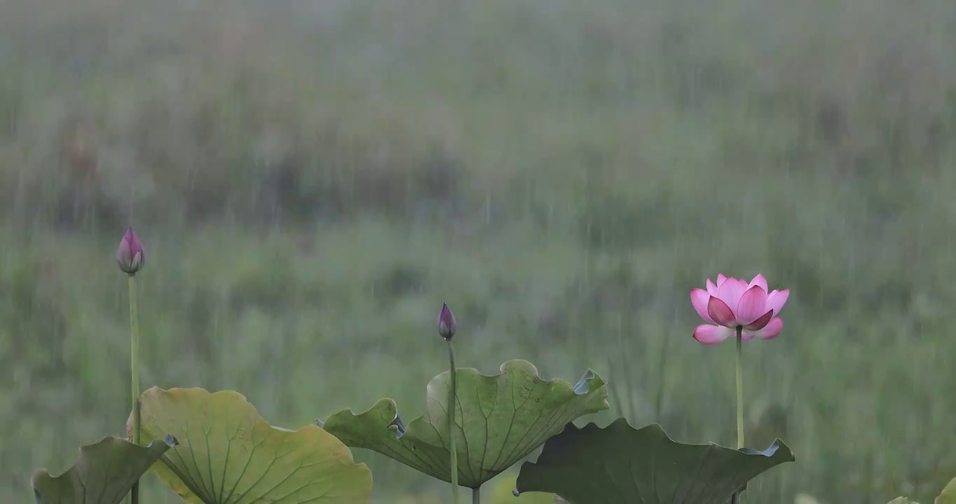 大雨中的荷花和花苞视频素材