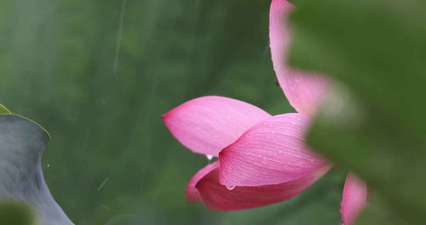 疾雨拍打荷花视频素材