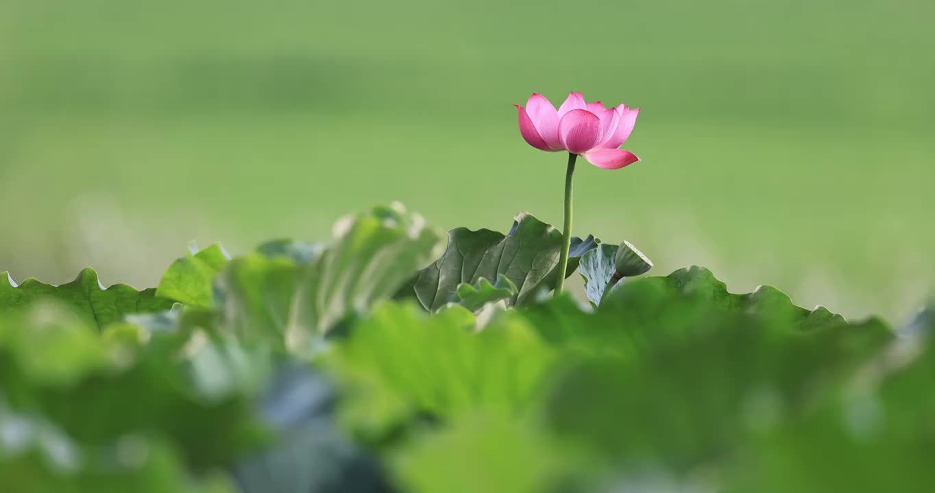 荷叶烘托下的一朵荷花视频素材