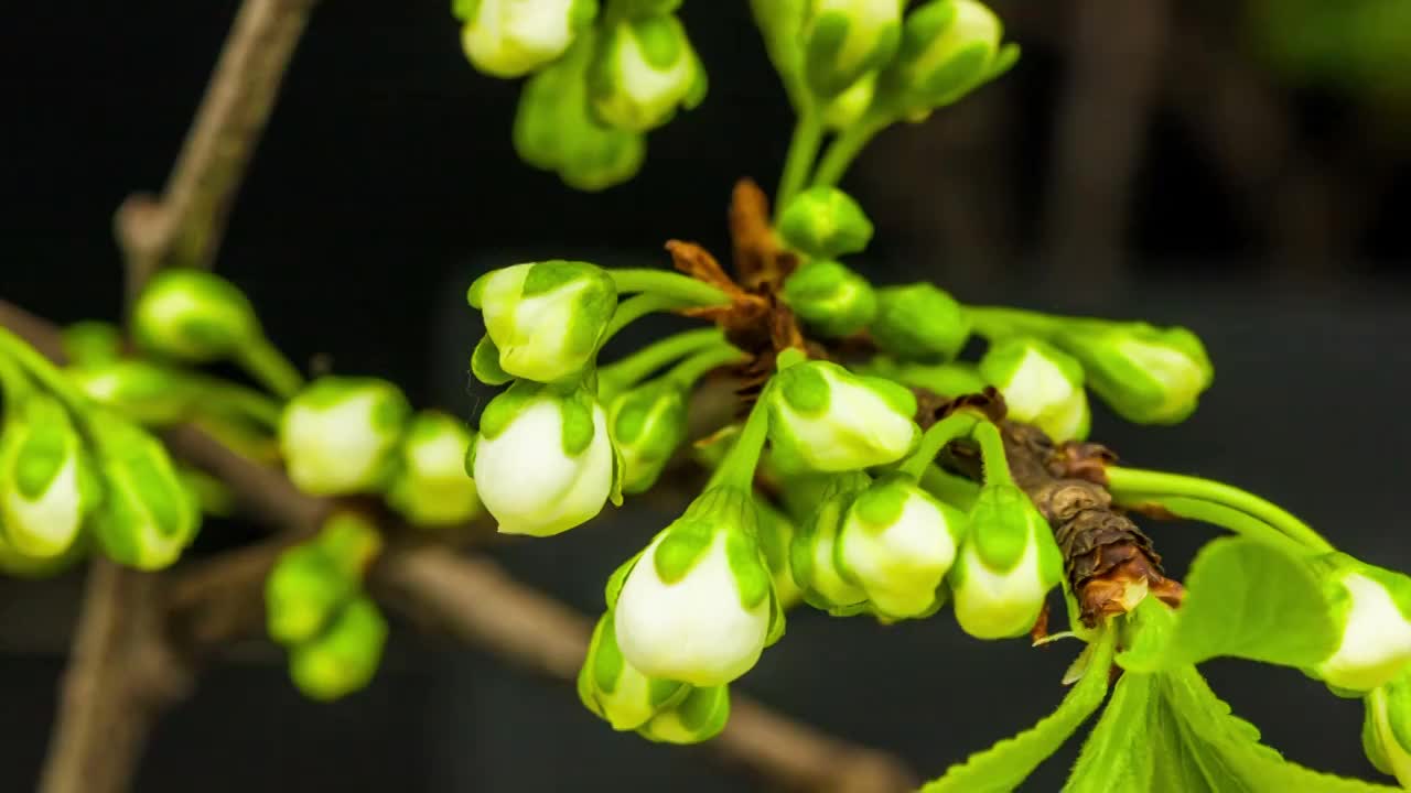 鲜花绽放开花的延时摄影视频素材