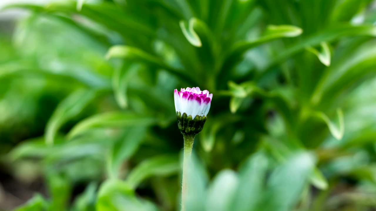 鲜花绽放开花的延时摄影视频素材