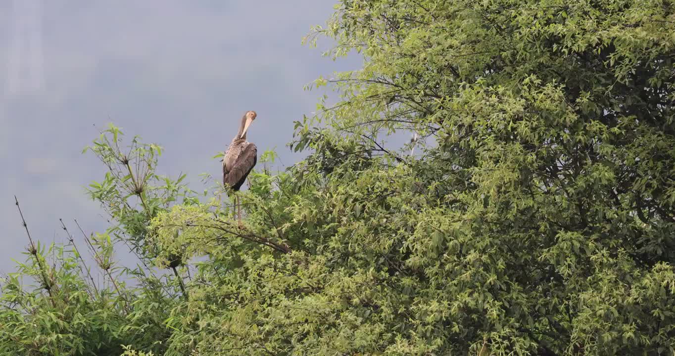 珍稀物种彩鹳悠闲地梳理羽毛视频素材