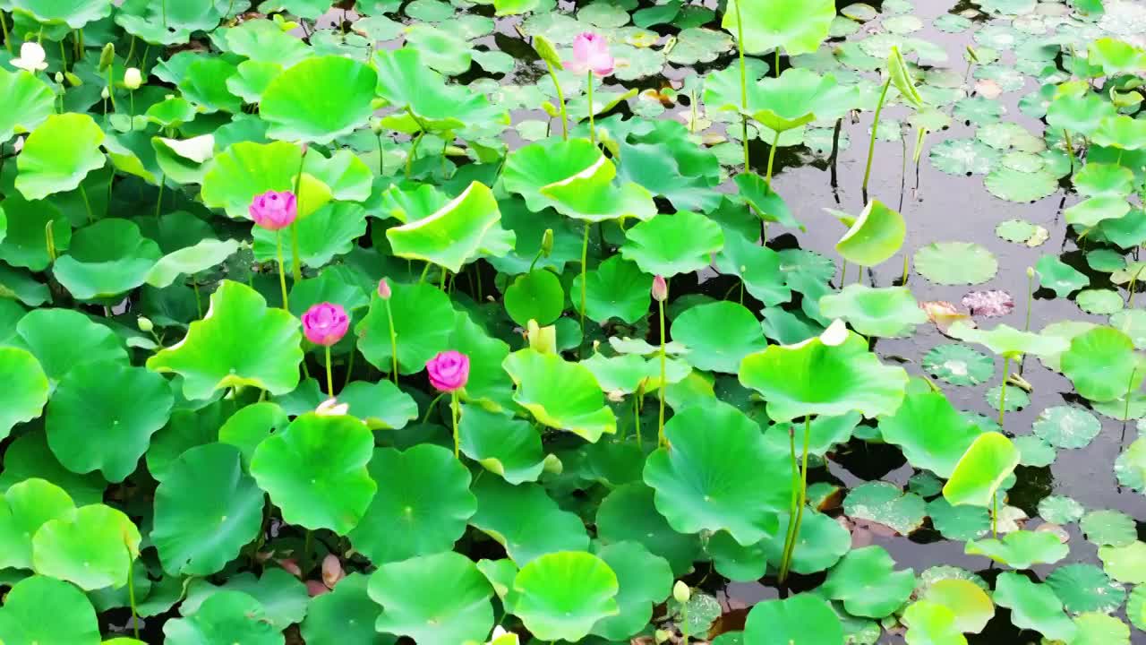 航拍大型荷塘风中荷花蜜蜂飞舞视频素材