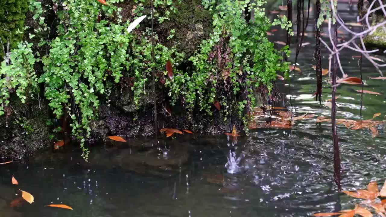 假山上的瀑布以及岩石滴水视频素材