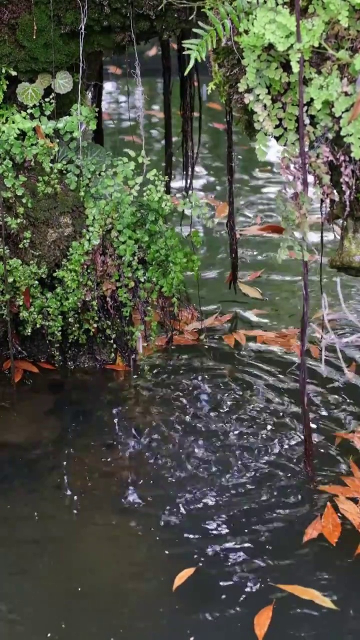 岩石滴水视频素材