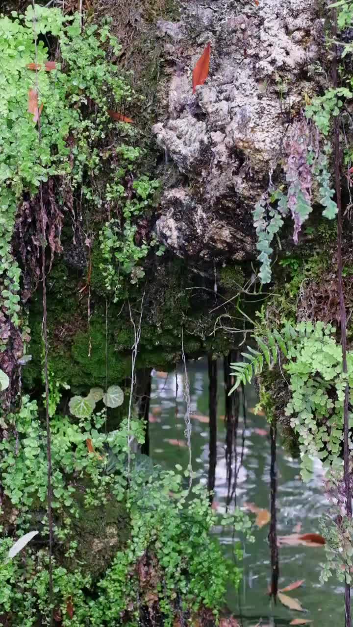 岩石滴水视频素材