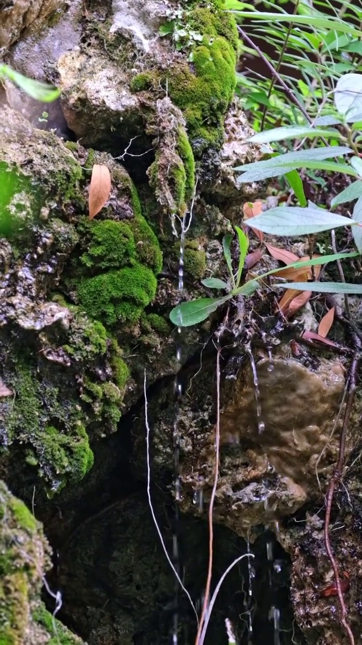 岩石滴水视频素材