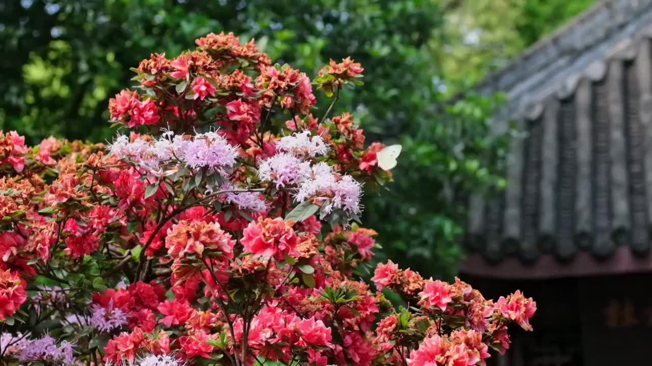 蝴蝶飞过盆景视频下载