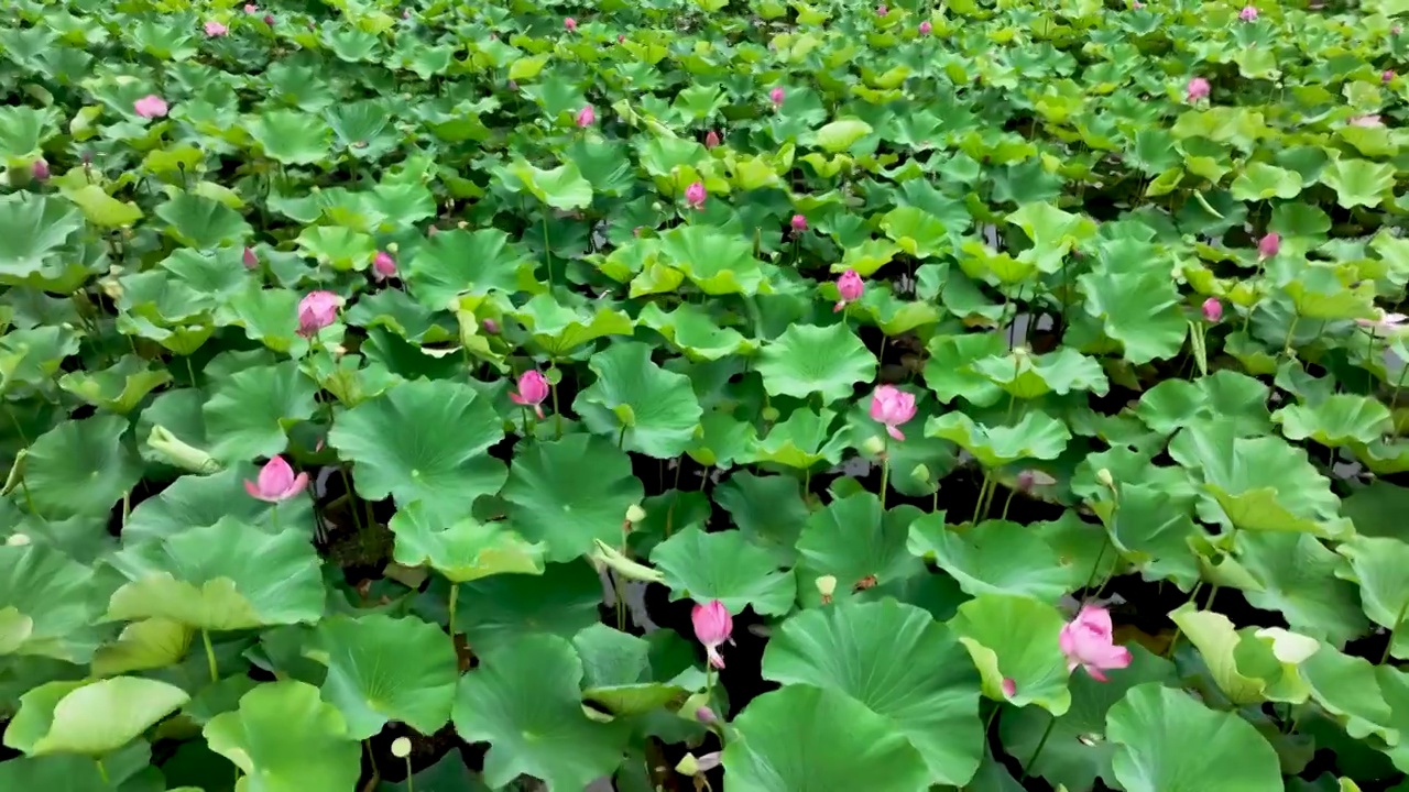 夏天南京三桥湿地公园，荷塘里荷花荷叶环绕航拍视频素材