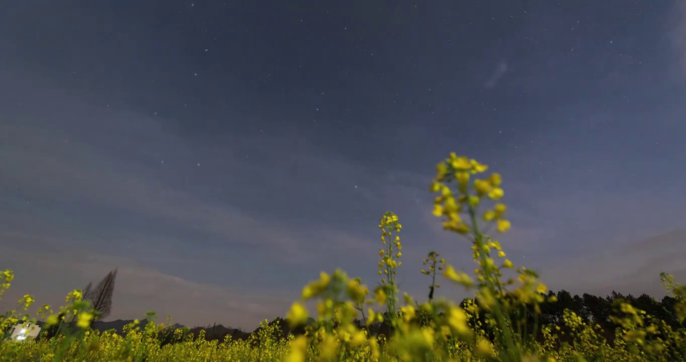 星空油菜花延时视频素材