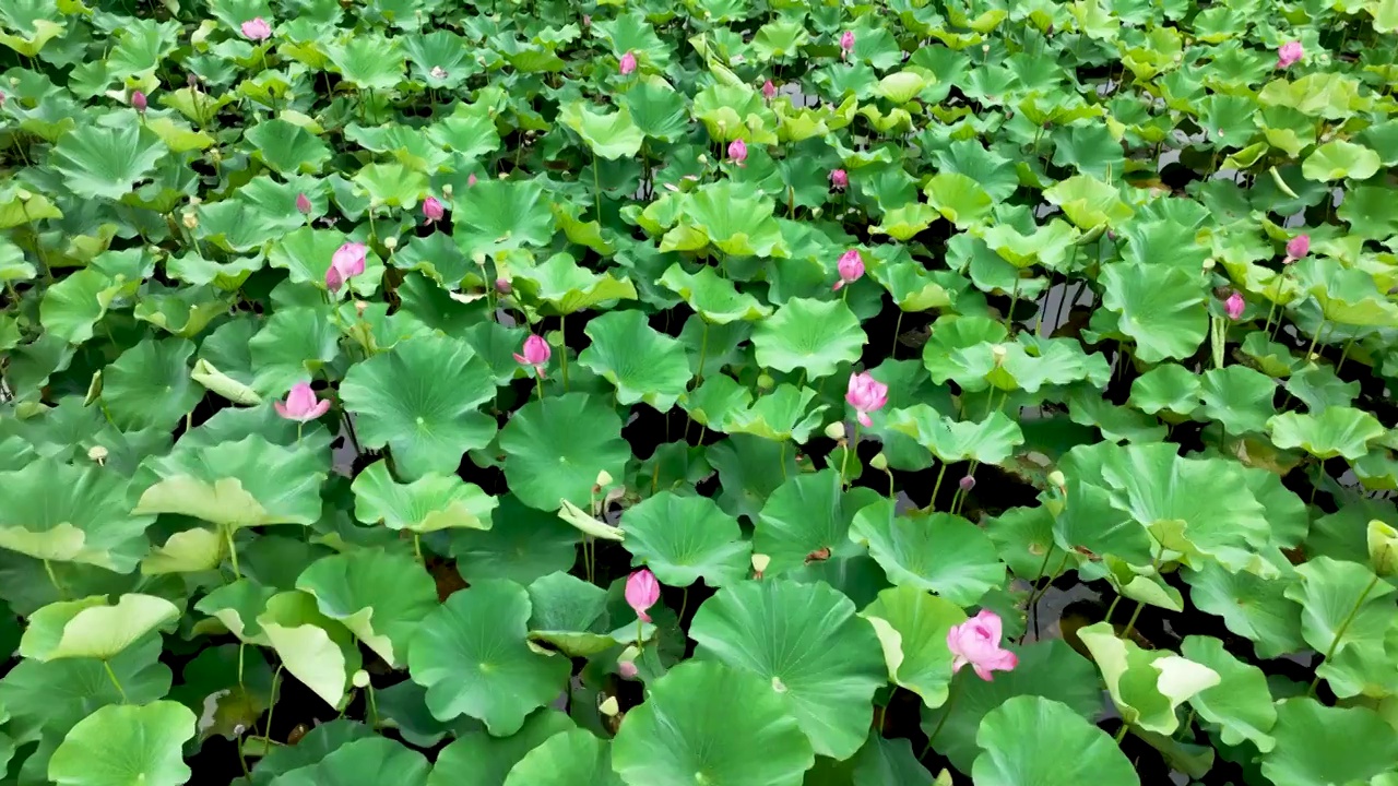 夏天南京三桥湿地公园的荷塘荷花荷叶视频素材