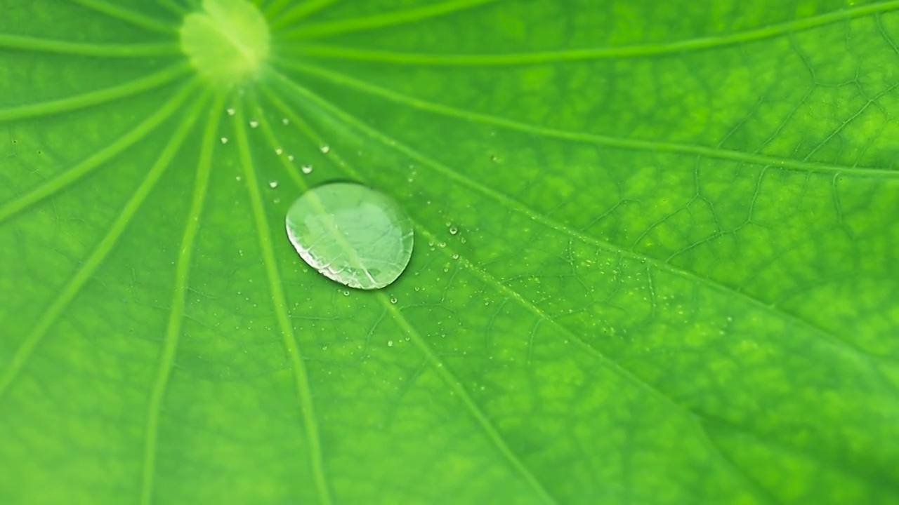 水滴滴落在荷叶上，大珠小珠落玉盘画面感视频素材