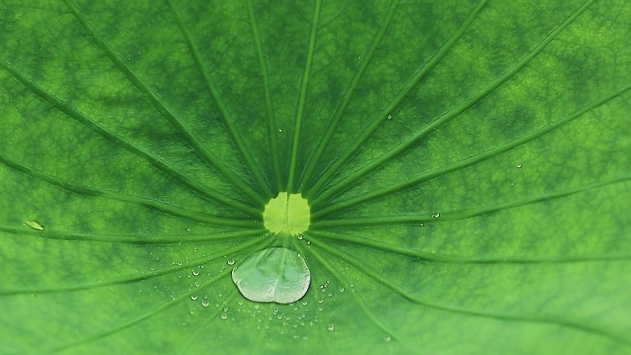 细小的雨滴和荷叶上跳跃汇聚视频素材