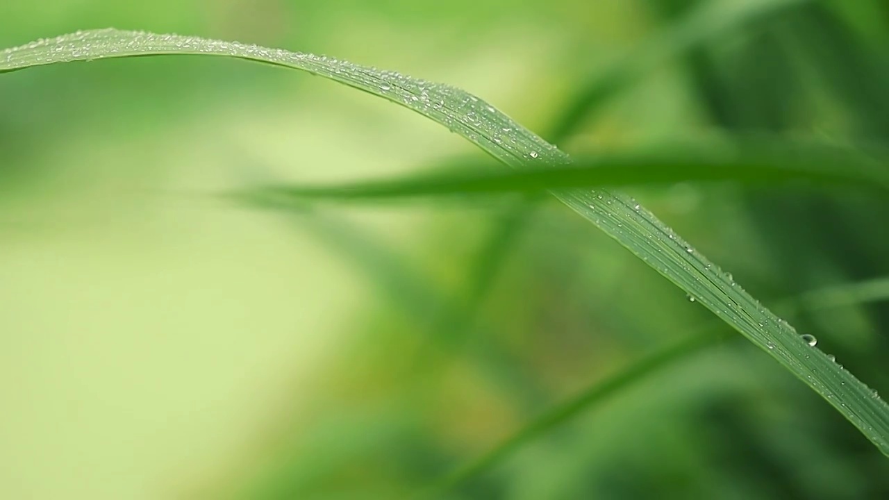 下雨天雨水滋润绿植的氛围感视频素材