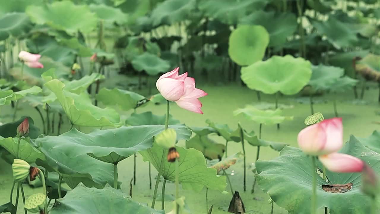 下雨天的荷塘，一阵风吹来雨水纷纷从荷叶荷花上洒落视频素材