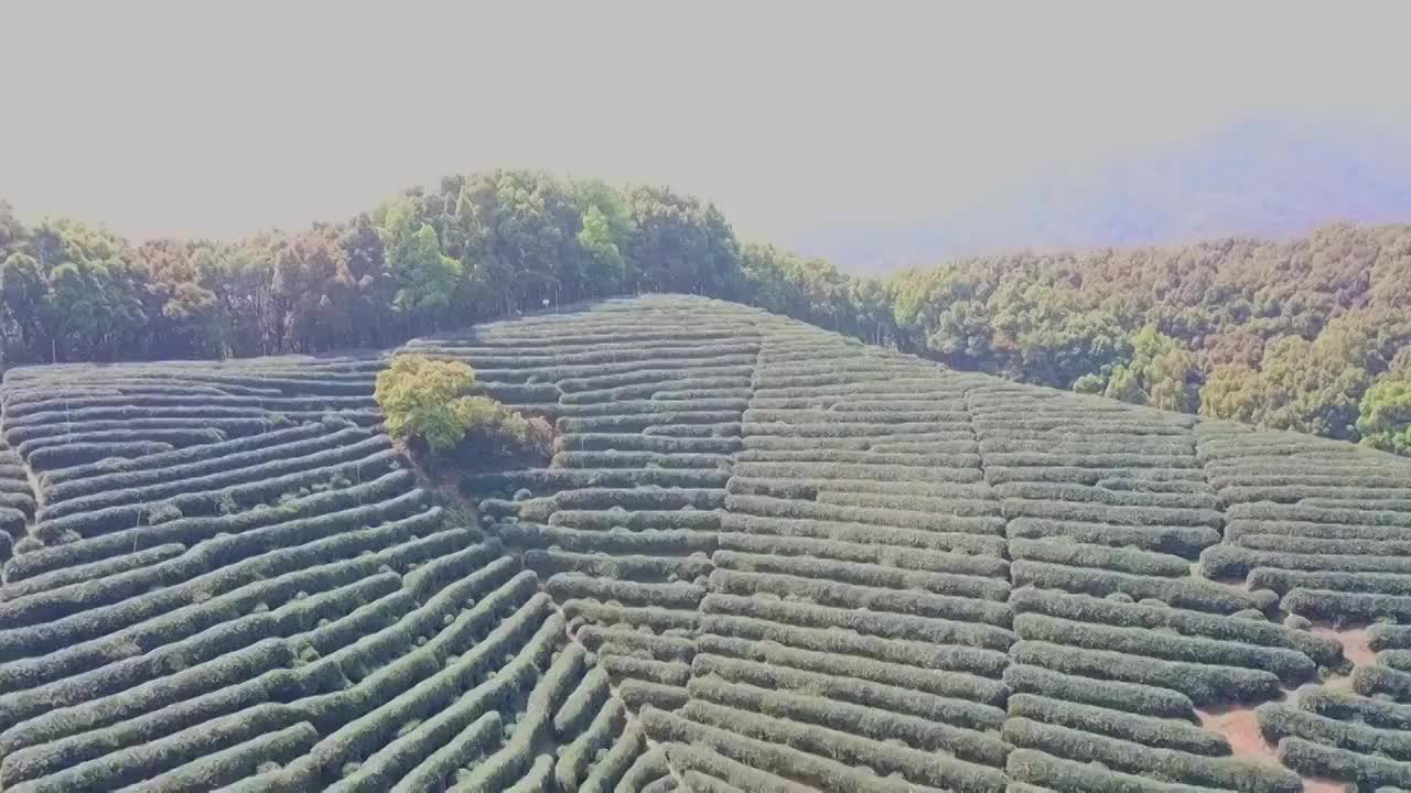 航拍中国杭州龙坞茶园风光视频素材