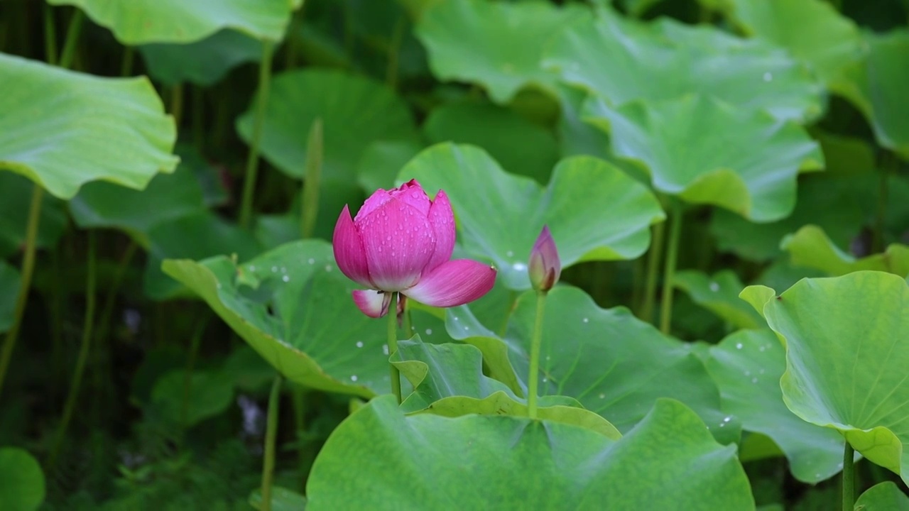 夏天，重庆大足谢家湾景区荷花慢动作，荷花特写视频素材