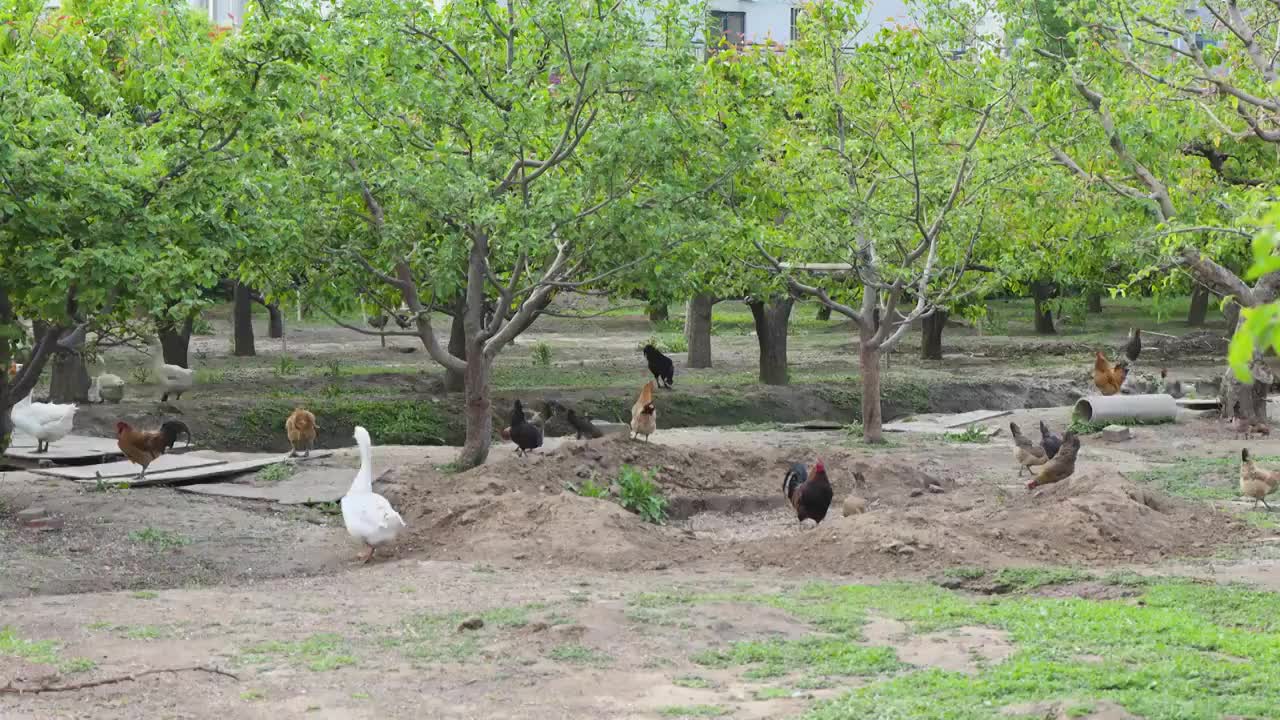 鸡鸭鹅在园林中放养散养绿色生态视频素材