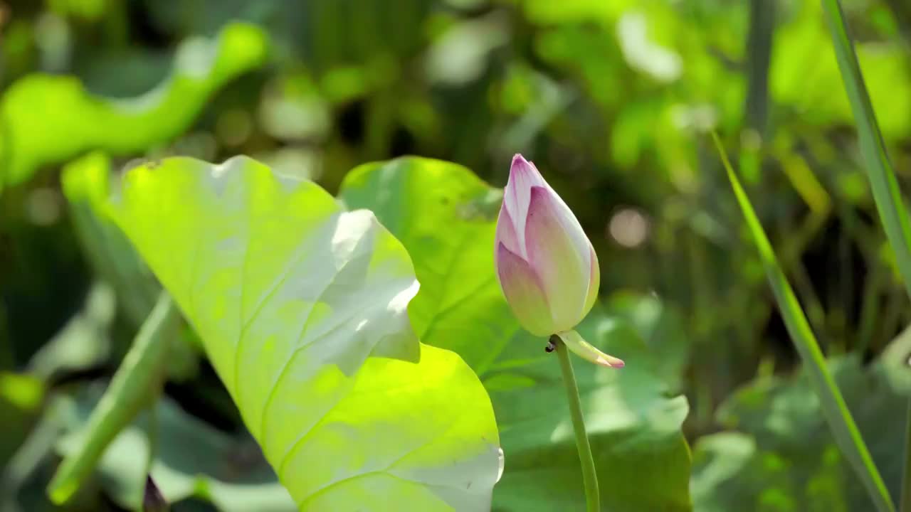 夏日荷塘里随风摇摆的荷花荷叶视频素材