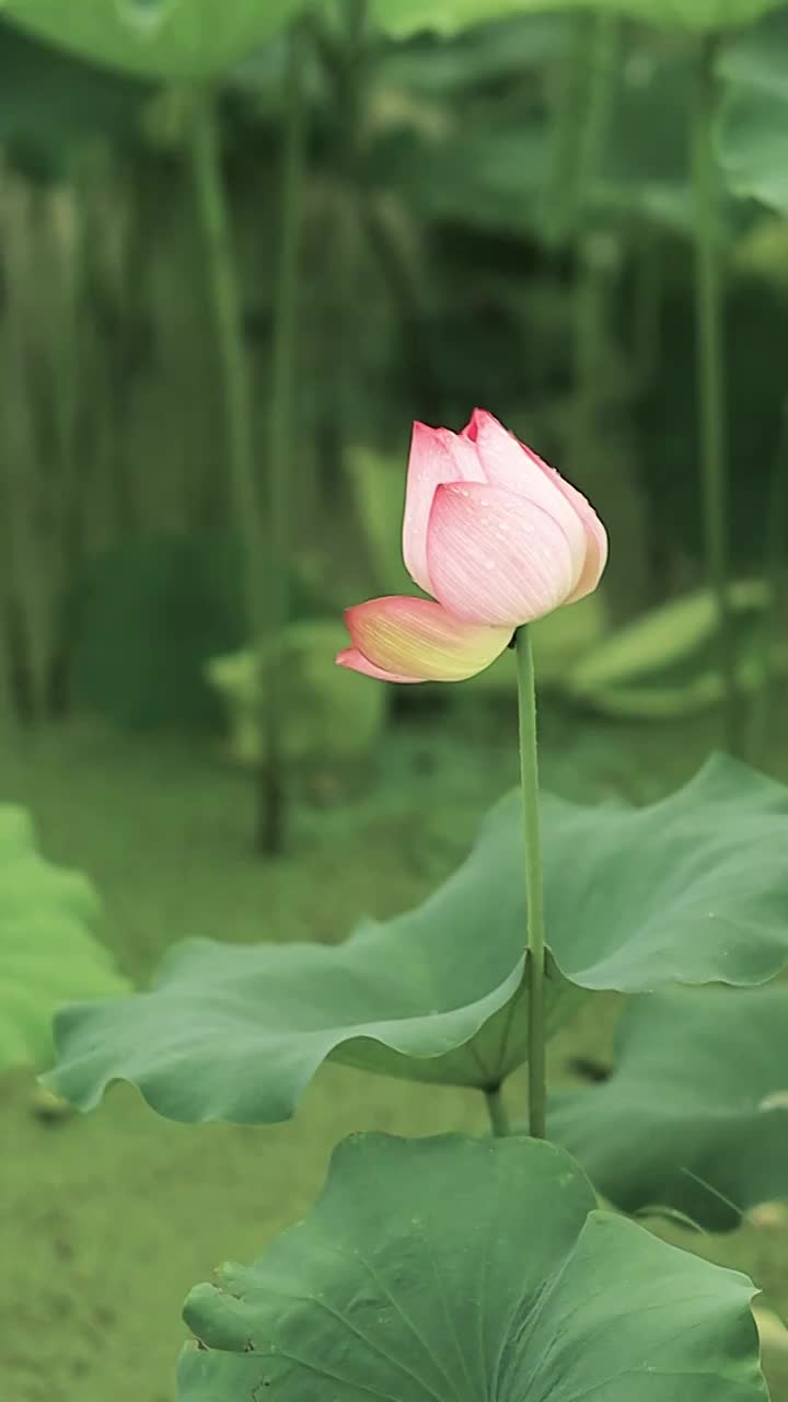 荷花沾满了水滴，在风中摇曳视频素材