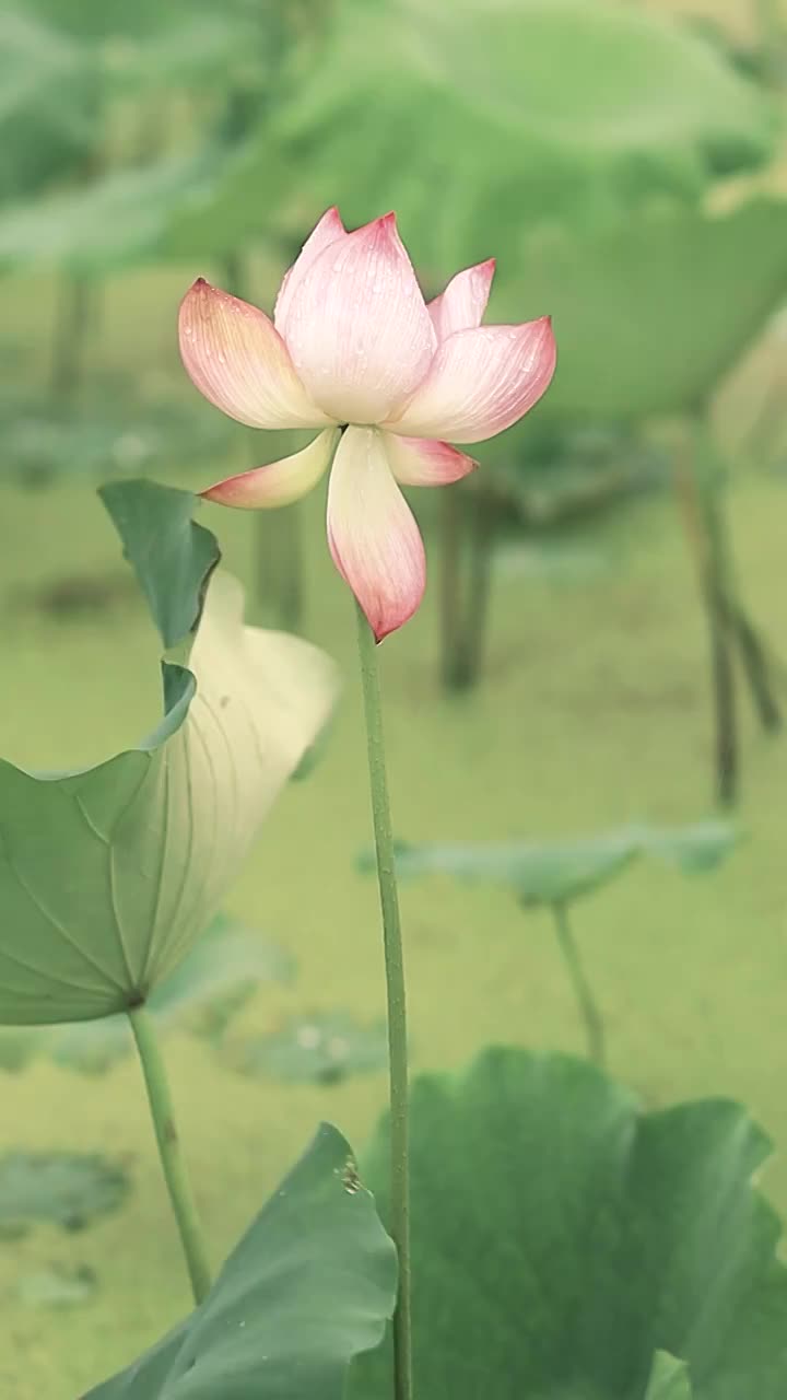 古风感荷花的优美画面视频素材