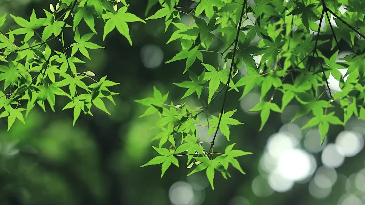 环绕运镜展示逆光下植物叶子的状态视频素材