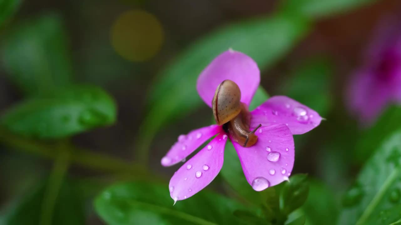 露珠滴在翠绿的叶子上视频素材