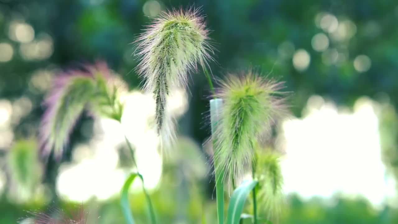 夏天狗尾巴草在风中摆动视频素材